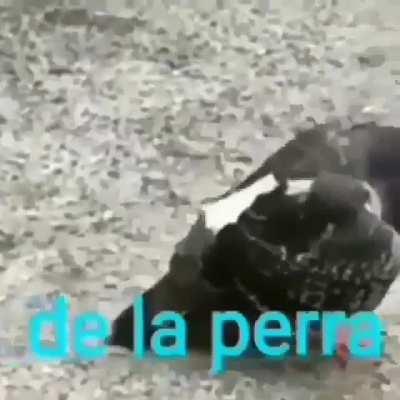 Cristian hace directo porfavor :(