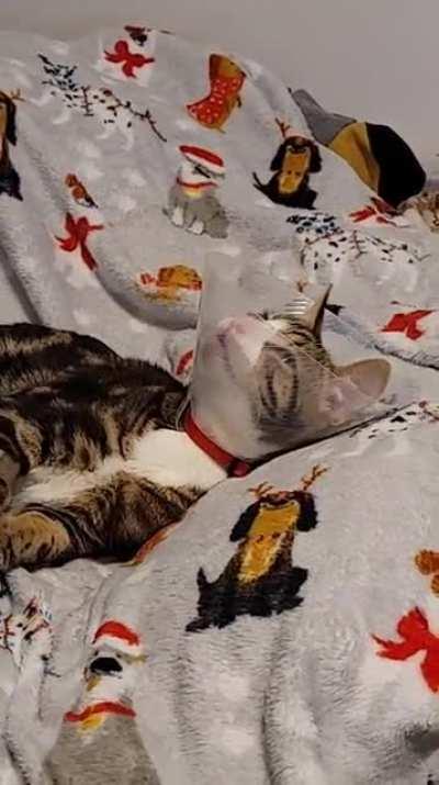 It's the stare at the end that gets me