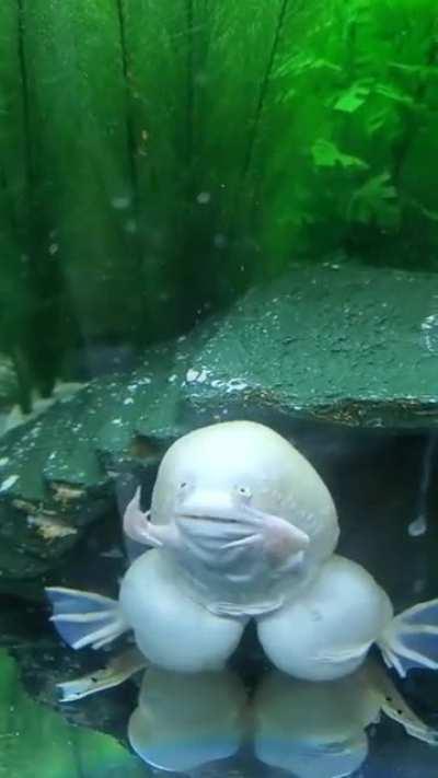 this frog having lunch