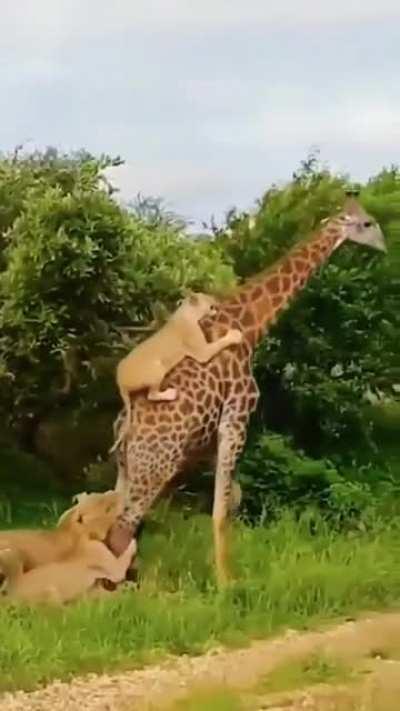 To bring down a giraffe.
