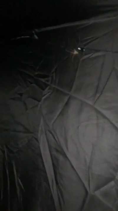 POV, your a plant growing and there’s a spider in your tent