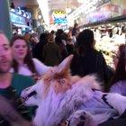 Walking through Pike Place Market with a Corgi in a backpack