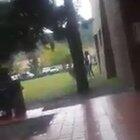 Una llama se escapo de la facultad de veterinaria, Salta.