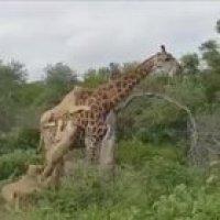 giraffe didn't even notice the lions