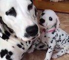 Dalmatian Momma with her pups