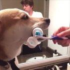 The most helpful dog in the world