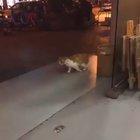 I found Michael CATson .. Is Michael Jackson Rebirth??