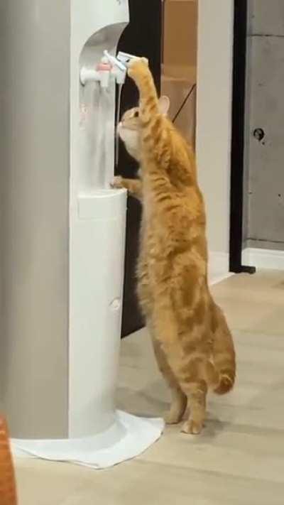 Office cat hanging out at the watering hole