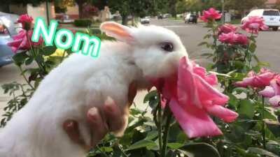 Lost my Rose in Nom...