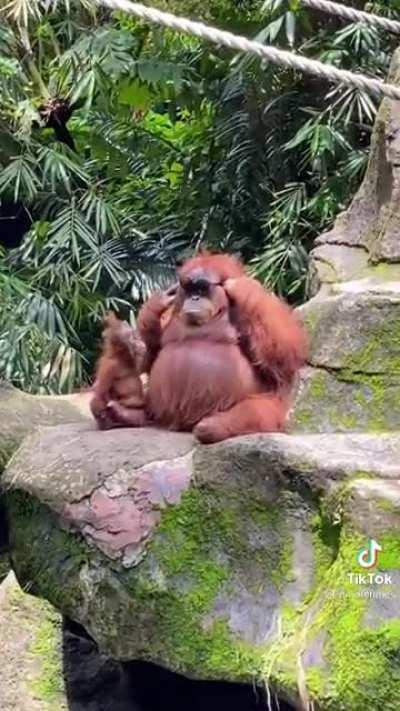 I hope this hasn’t been posted yet because it’s my favorite monke video