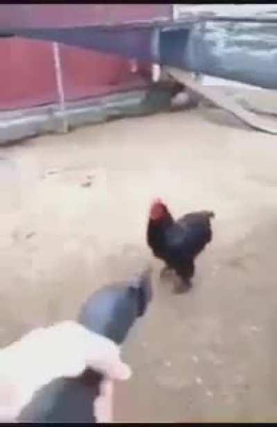 Fuck yo chicken strips 😁