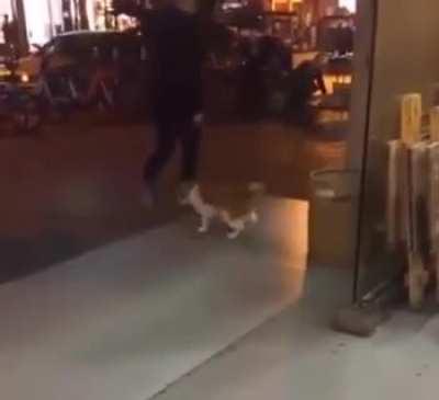 Cats in Cyberpunk 2077 be like: