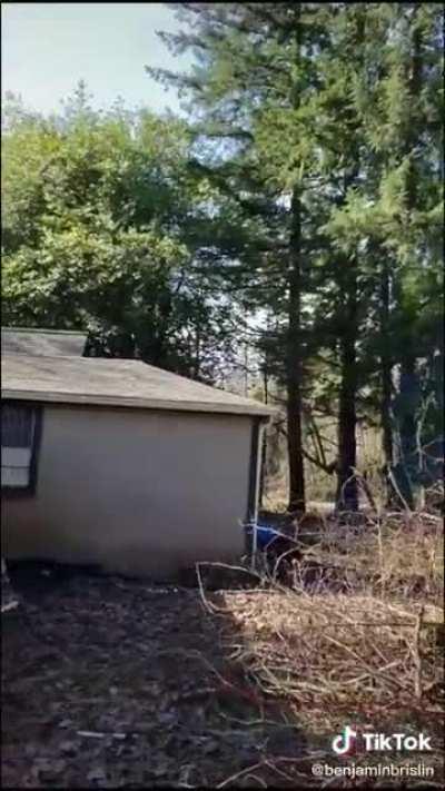 Lumberjack drops tree on customers house