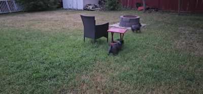 Our small dogs make the best of our big yard