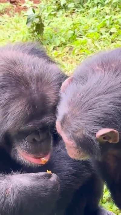 🔥Young orphan chimp learns nut-cracking from an older rescued chimp