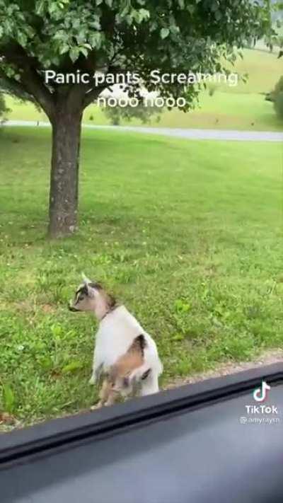 Lula the goat doesn’t want them to leave