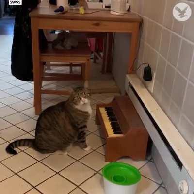 Let me play you a song, it’s called my food bowl is empty