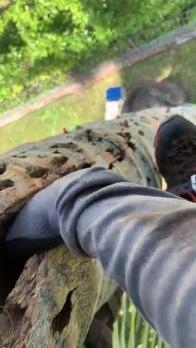 One of the coconut palms that I got into today