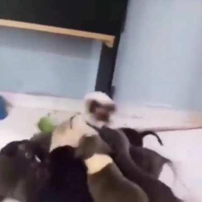 Cat mauLeD bY PacK OF feRAL DOgs