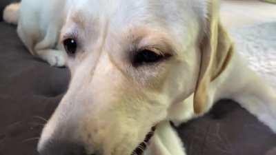 can I interest you in refreshing ice cube cromch on this warm sunny day?