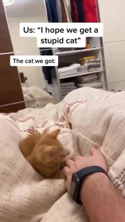 I hope we get a stupid cat