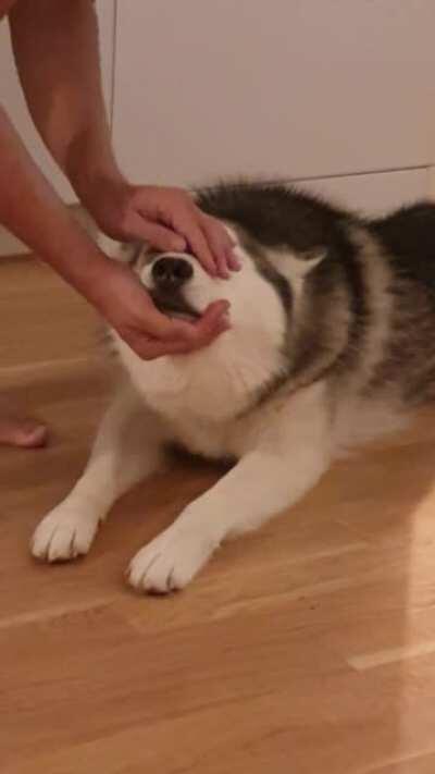 Iris likes the face pets