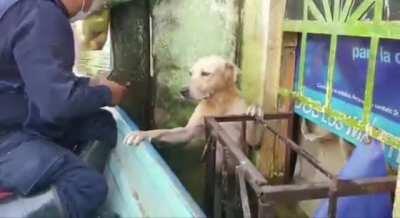 Mexican Coast Guard kindly return dog to its waterfront apartment.