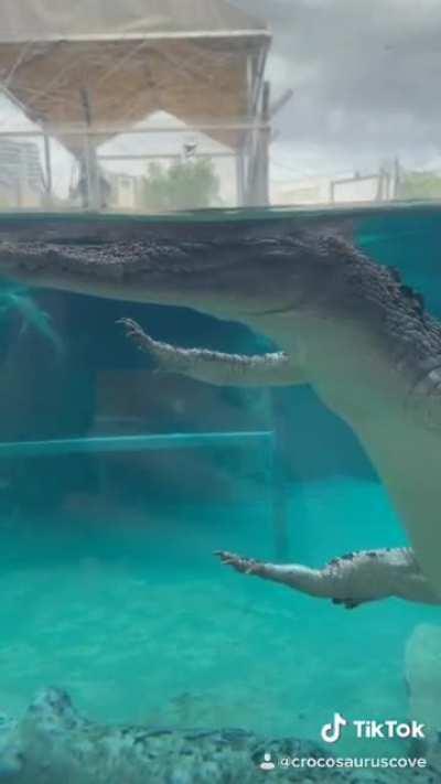 No one .......... Crocodile vibing