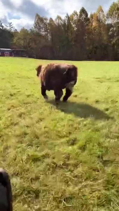Running with a majestic head of hair