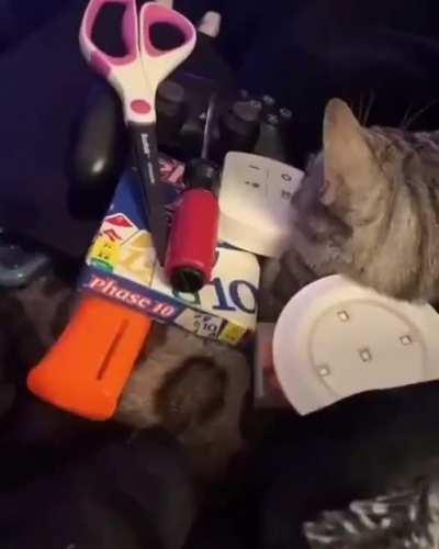 Kitty doesn't care about what’s stacked on him.