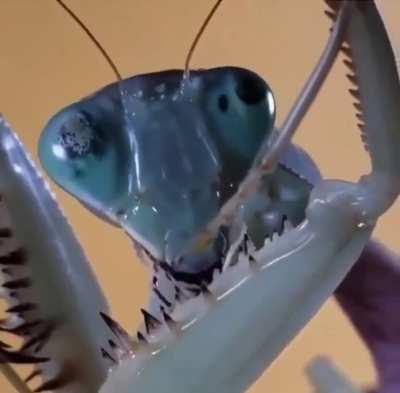 🔥 Close up of a mantis and its forelegs