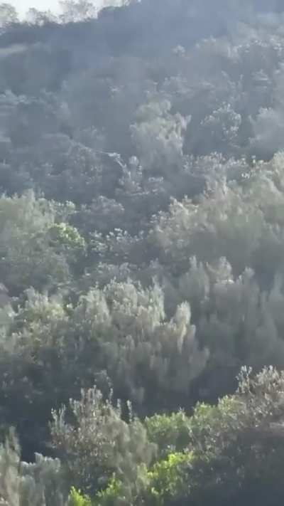 Bird with caught snake