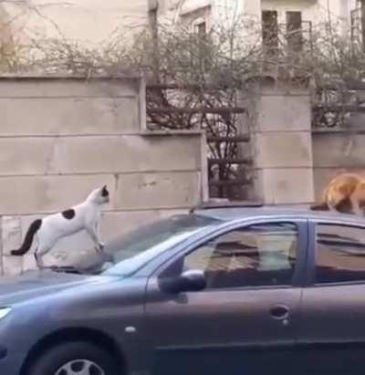 Thought this would fit here as well