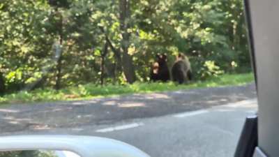 Bears on Transfagarasan road in Romania
