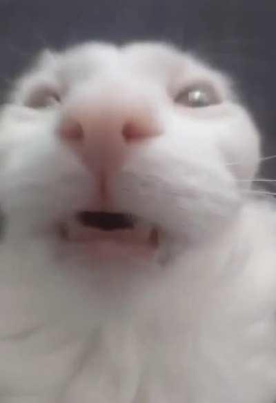 me when when zilla part on please forgive