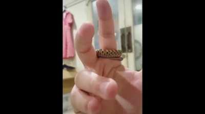 sNaKe StRanGlInG A hUmAn's LimB