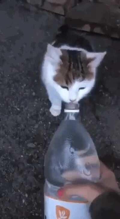 Tranquilos, la botella está bien