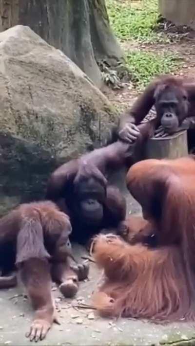 Orangutan teaching his students