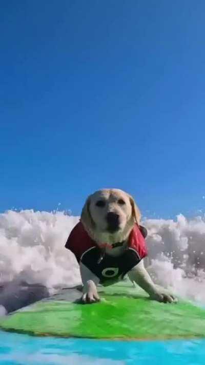 Dog surfing is the best thing I have seen today