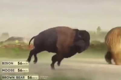 Animal speed comparison