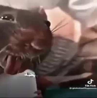 I cant swag it any longer