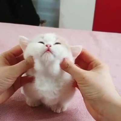 Literally a cotton ball with ears, legs, and a tail