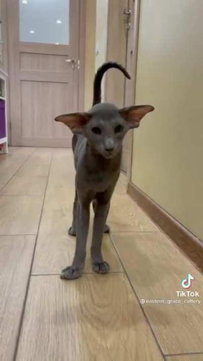 The reverse of a chonk