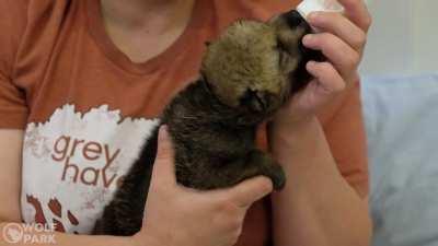 These guys aren't gonna get big without some bottle-feeding...yo