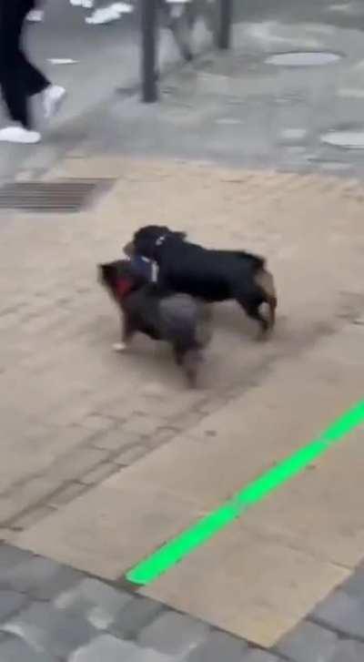 Dogs wait for the green light before crossing the street.