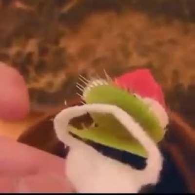 Poor Flytrap.