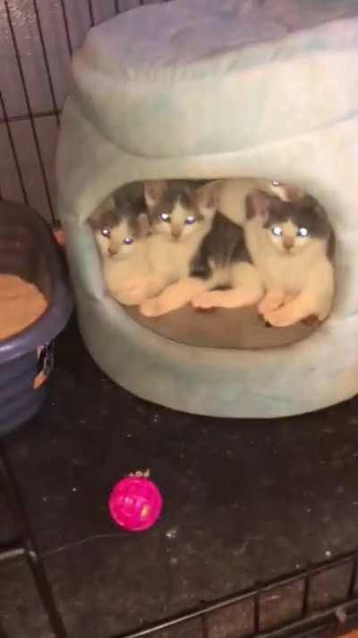 Does anyone know what kind of infestation this is?