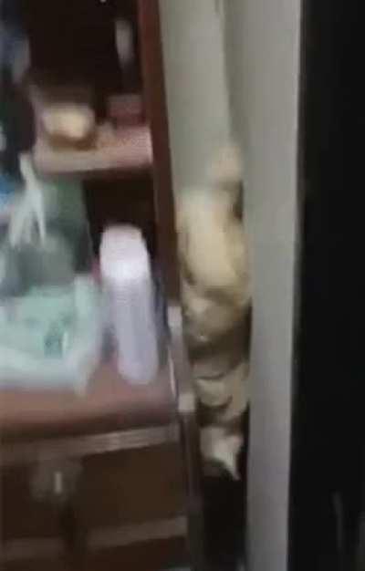 Frank was scared of jumping from high places so...