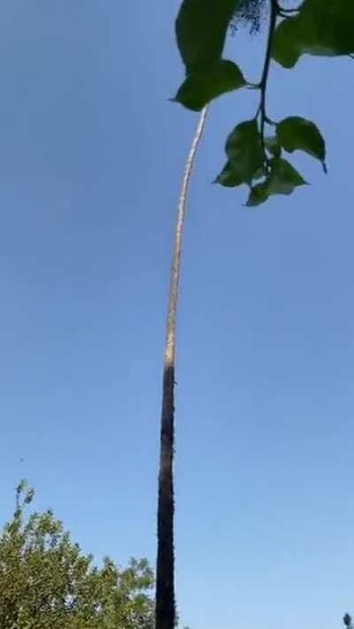 Pretty sure I have seen Wile E. Coyote do something quite similar...