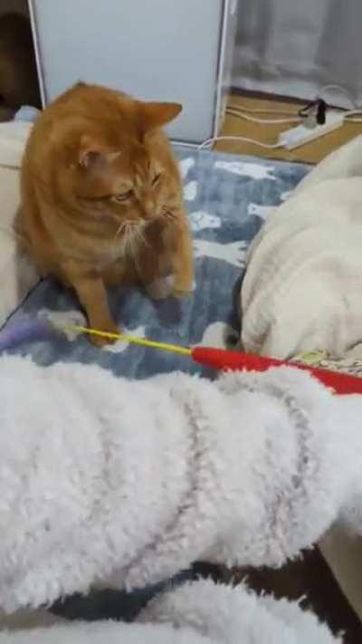 Human, pick up the thingy so I can play